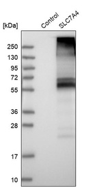 Anti-SLC7A4 Antibody