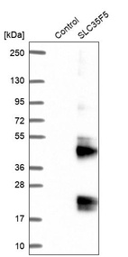 Anti-SLC35F5 Antibody